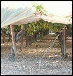 Siclie - pergola - typick veden pro pstovn stolnch hrozn